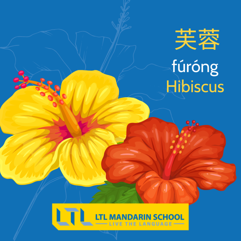Fleurs en chinois - Hibiscus bis