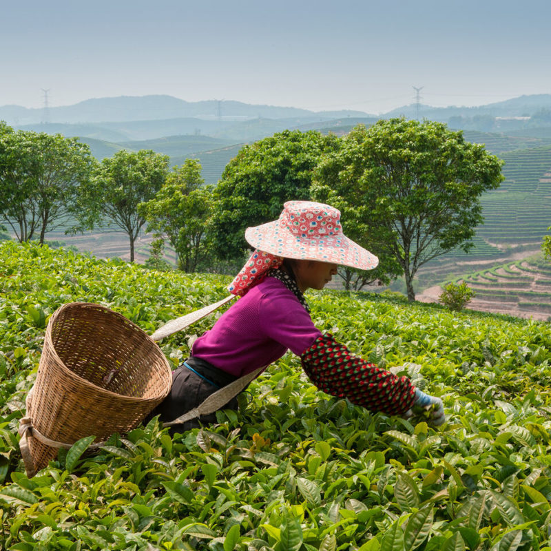 Thé en Chine : ceuilleuse de feuille de thé