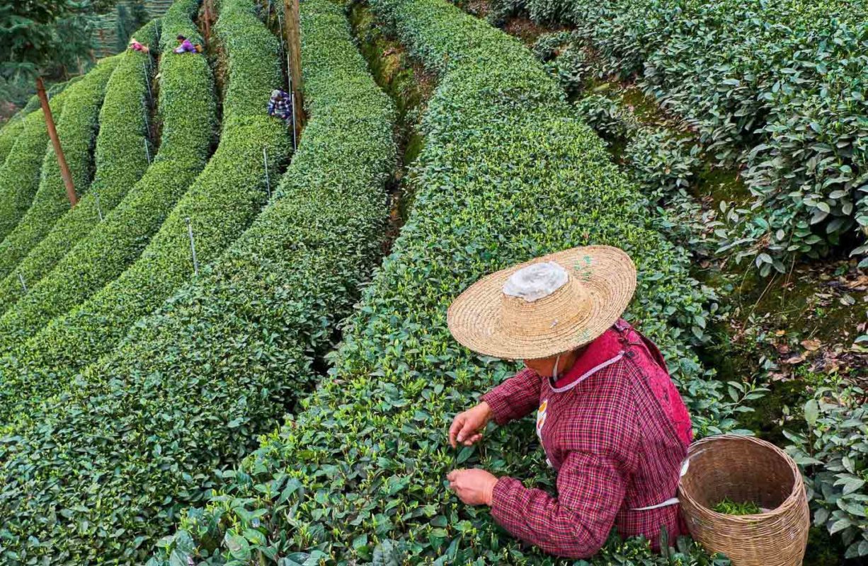 le thé en Chine : la cueillette du thé